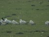 Caspian Gull at Hole Haven Creek (Steve Arlow) (122191 bytes)
